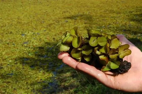 человек с сальвинией в руке