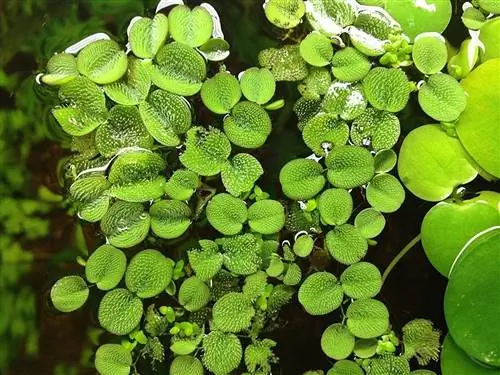Плавающий водяной мох (сальвиния)