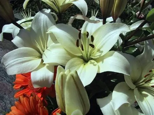 лилии