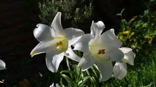 белые цветы