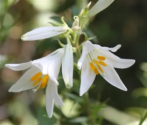 лилия умножение