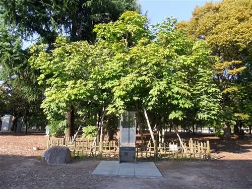 Firmiana simplex, дерево, дающее большую тень.