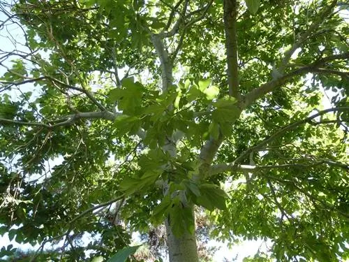 дерево с большими листьями под названием Firmiana simplex