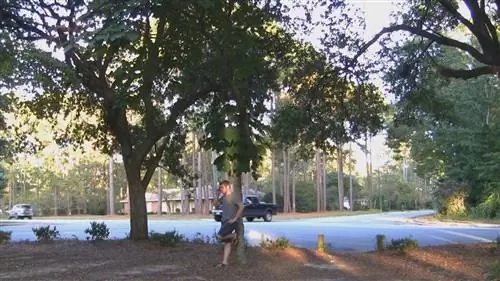 человек, прислонившийся к дереву, которое дает много тени, например, Firmiana simplex