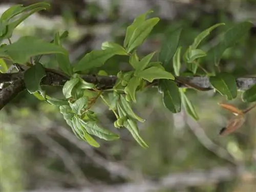 Boquila trifoliolata - виноградная лоза, сочетающая в себе