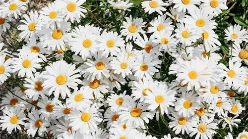 Когда сажать маргаритки