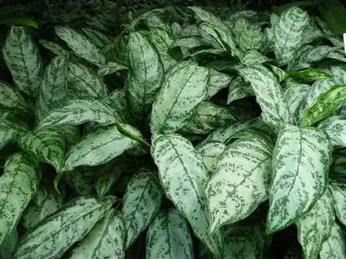 Аглаонемы - растения с цветными листьями.