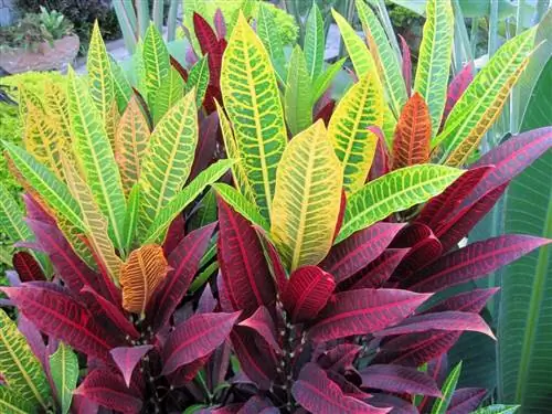 Кротон - кустарник с вечнозелеными листьями.