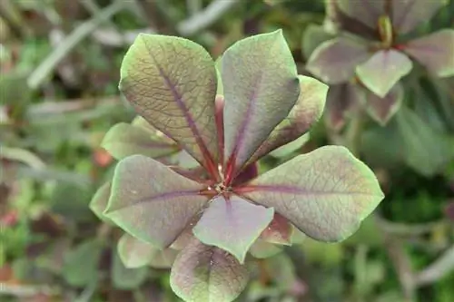 Африканский молочник имеет зеленые или красноватые листья.