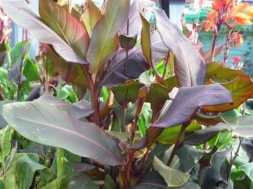 Тростник индийский - многолетнее корневищное растение.