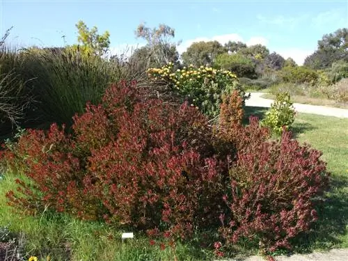 красивый кустарник под названием Leucadendron