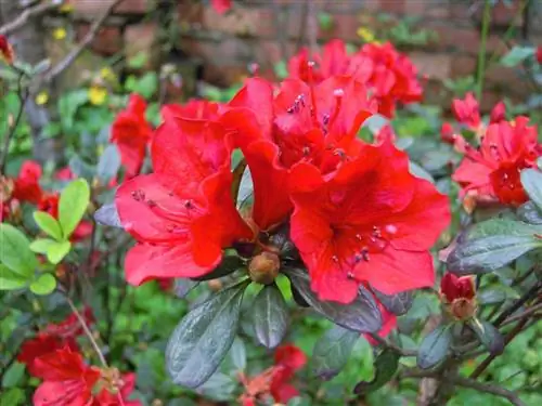 Азалии имеют цветы разной окраски.