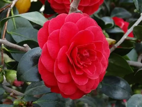 Camellia japonica производит красные цветы.