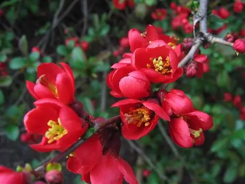 Chaenomeles japonica или японская айва в цвету