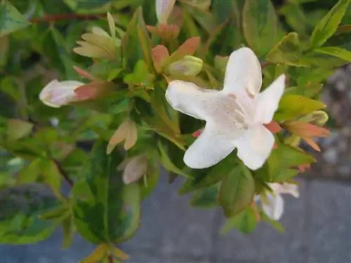 Абелия сопротивляется снегу