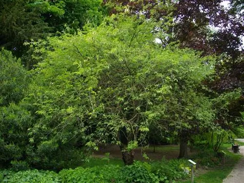 Prunus serrula выдерживает сильный холод и снег.