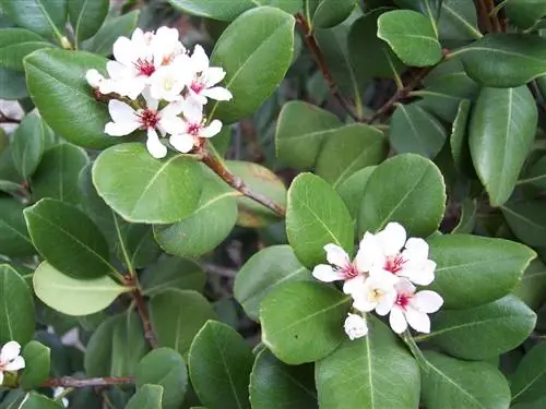 Рафиолепис - неприхотливый кустарник.