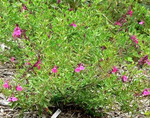 Осенний шалфей выдерживает снегопад