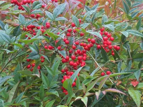 Нандина - деревенский кустарник.