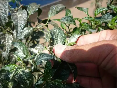 использование серы в растениях