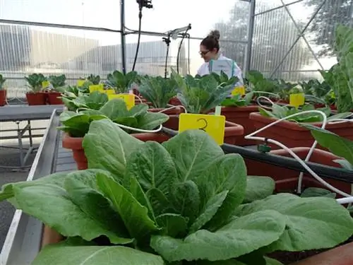 преимущества серы