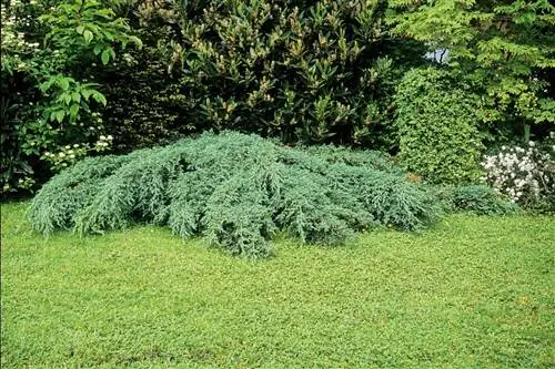 кустарник растения под названием Juniperus squamata