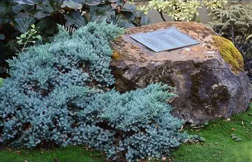 Односемянный можжевельник (Juniperus squamata)
