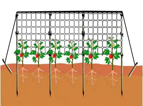 Решетчатое выращивание позволяет сэкономить место