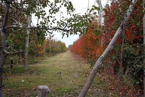 Решетчатое выращивание позволяет сэкономить место