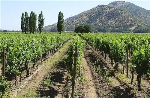 Виноград можно выращивать на шпалере