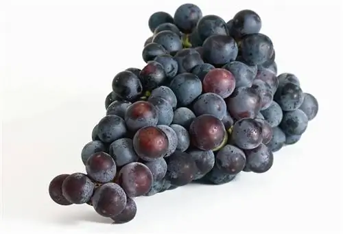 Виноград - это простые ягоды.
