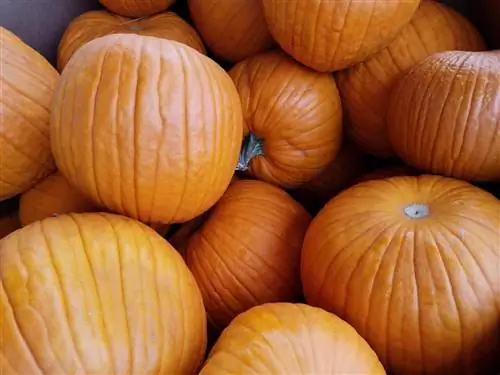 Тыква - большая костянка
