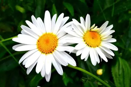 выращенные ромашки