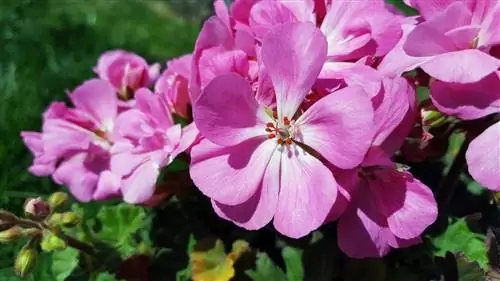 Есть герани, которые висячие растения