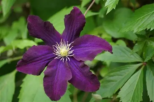 Клематисы хорошо растут в больших горшках.