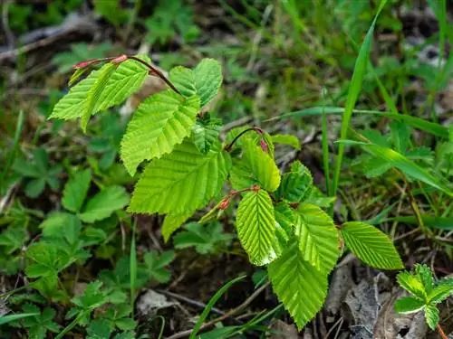 Как откормить ствол дерева