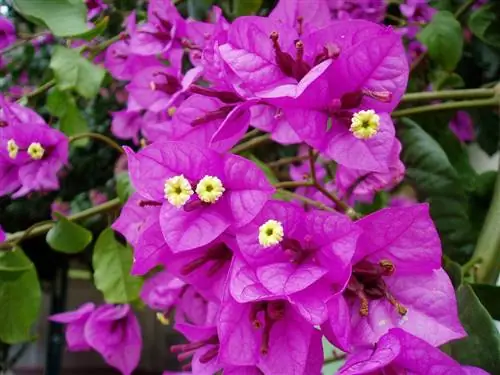 фиолетовые листья