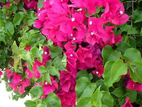 вьющееся растение