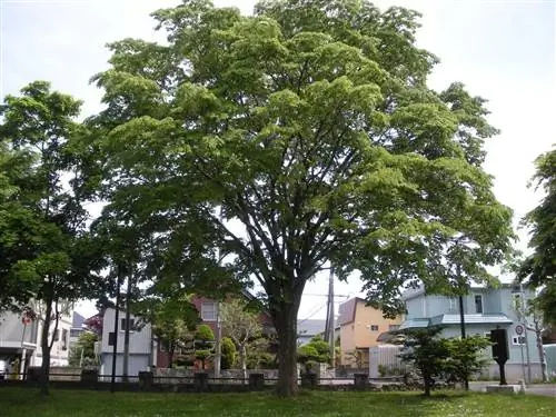 Зелкова - лиственные деревья