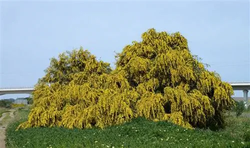Acacia saligna - дерево с плакучей кроной.