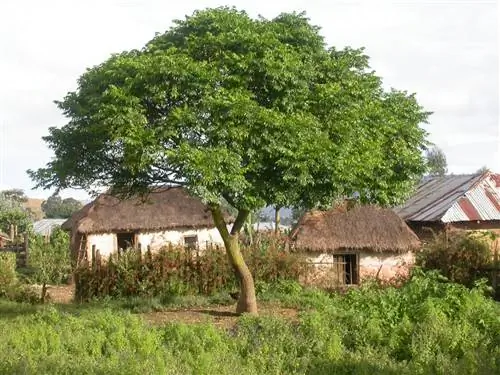 Мелия - большое дерево