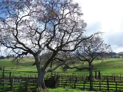 Список деревьев с агрессивными корнями