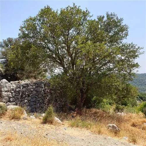 Acer sempervirens - дерево, обитающее в Европе.