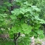 Вид на Acer opalus