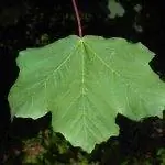 Вид на Acer opalus, средний клен