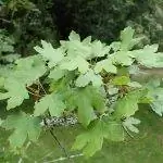 Вид на Acer granatense