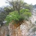 Среда обитания Acer granatense