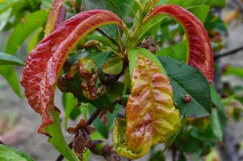 персиковая проказа