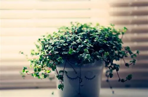 Растения можно пересаживать в конце зимы