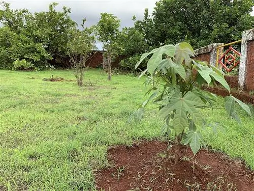 Деревья аккуратно пересажены